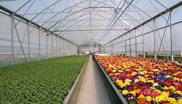 تصویر 1 از خرید و فروش نایلون عریض گلخانه ای با شرایط فوق العاده